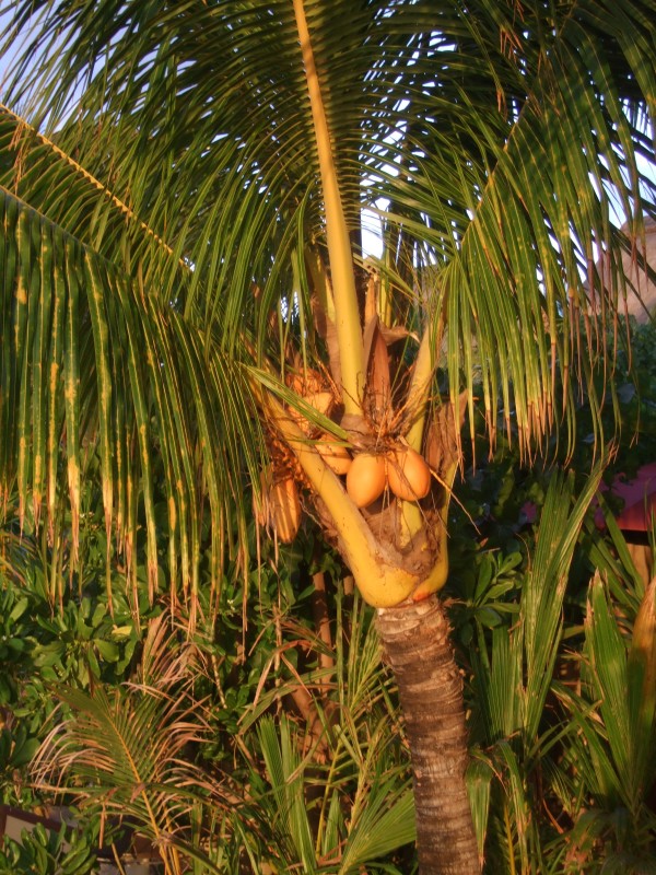 Mauritius 2010 - 0368 